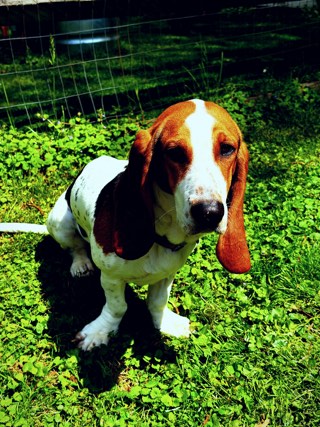 Bosco, a basset hound, sitting in a sunlit grass yard