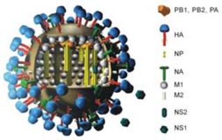 PHOTO CAPTION Diagram of H1N1swine flu virus. Source: University of Washington